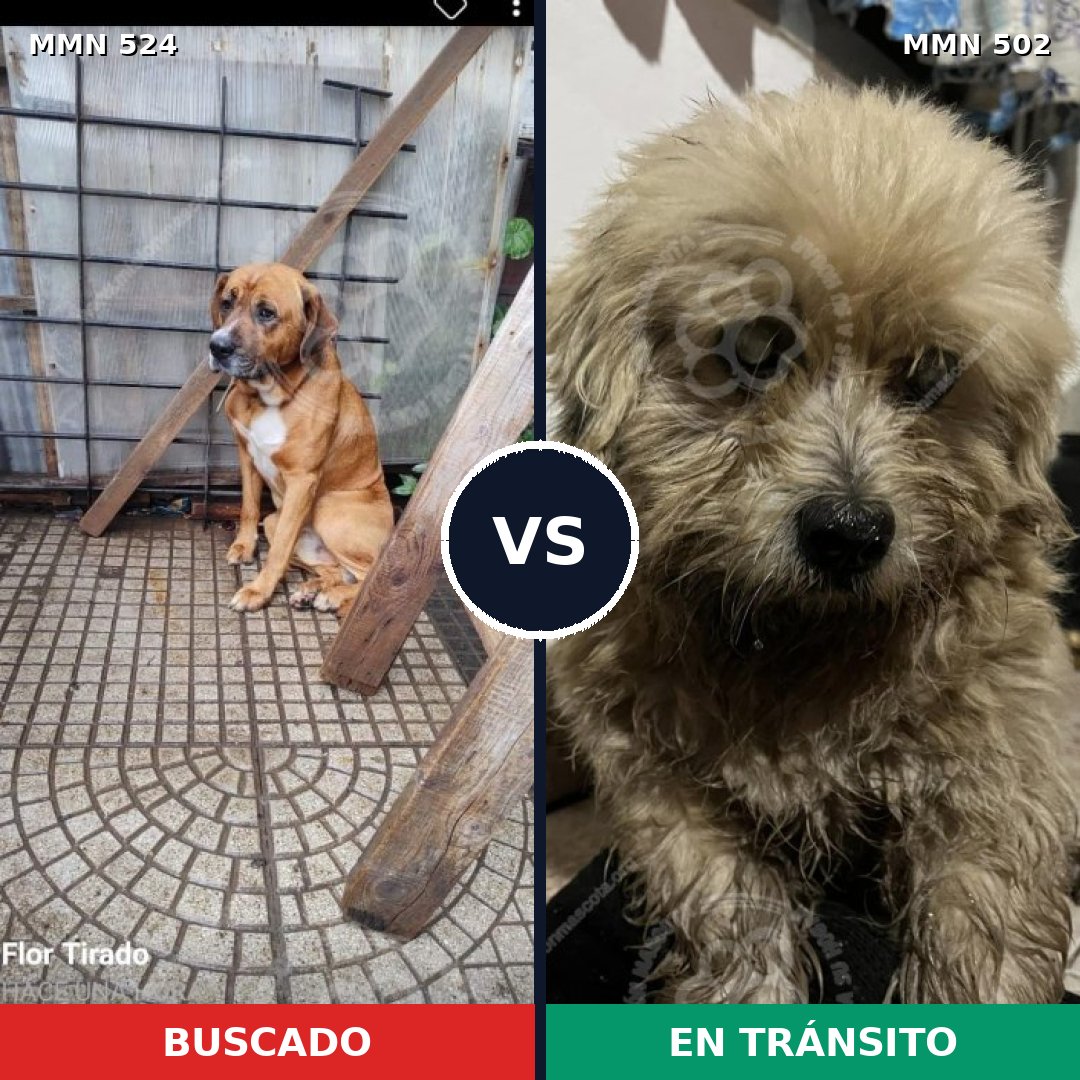Comparativa MMS 8793: mascota perdida y mascota encontrada, 55% de similitud