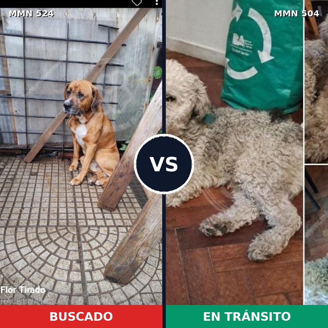 Comparativa MMS 8794: mascota perdida y mascota encontrada, 35% de similitud