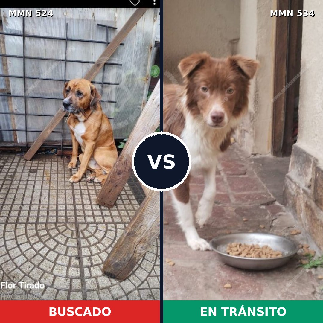 Comparativa MMS 8796: mascota perdida y mascota encontrada, 68% de similitud