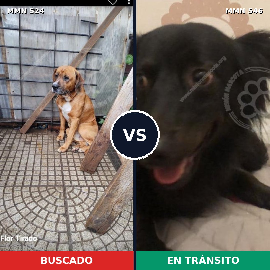 Comparativa MMS 8798: mascota perdida y mascota encontrada, 55% de similitud