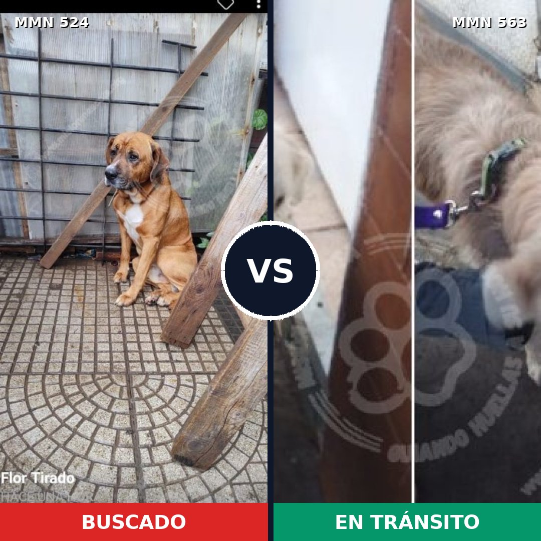 Comparativa MMS 8799: mascota perdida y mascota encontrada, 31% de similitud