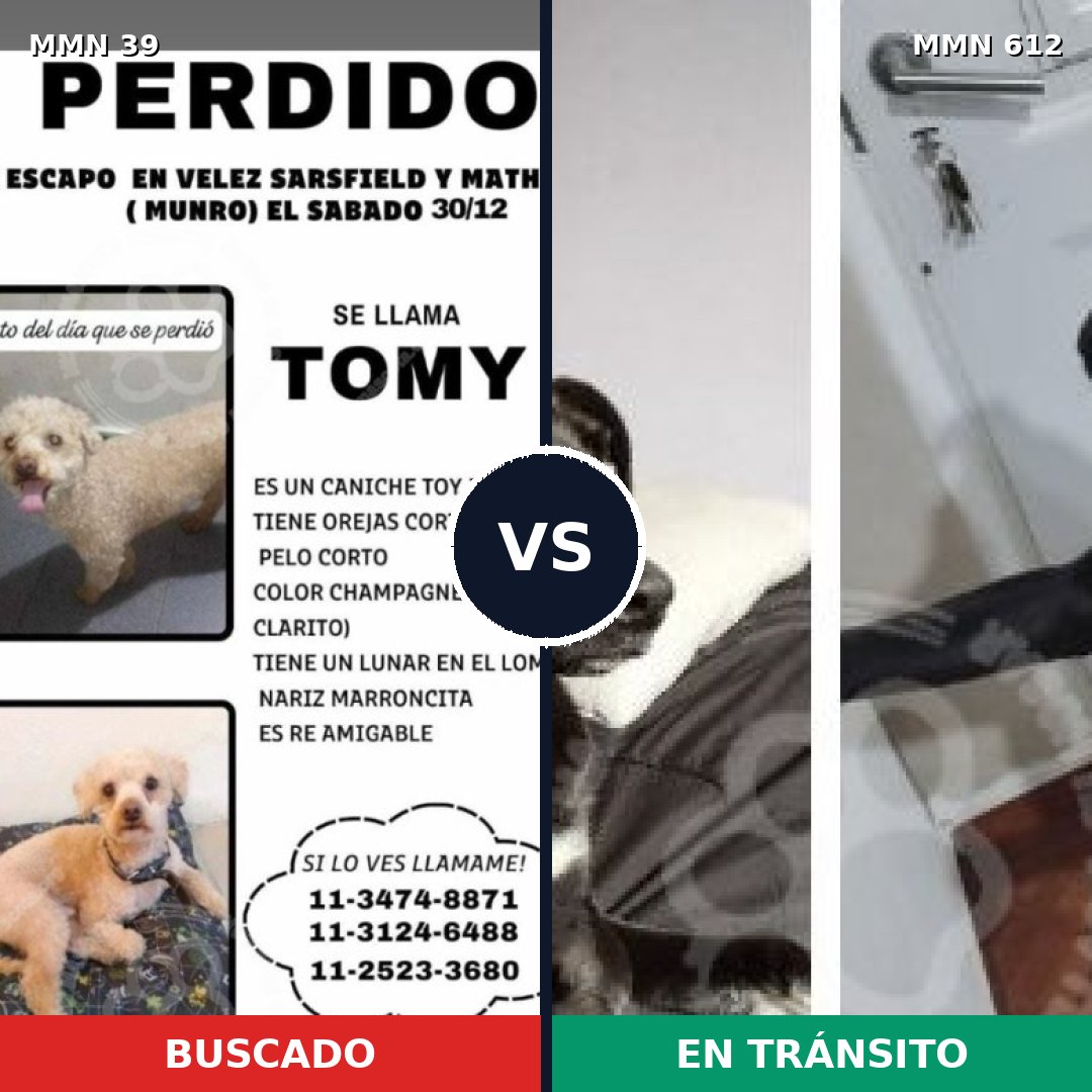 Comparativa MMS 88: mascota perdida y mascota encontrada, 26% de similitud