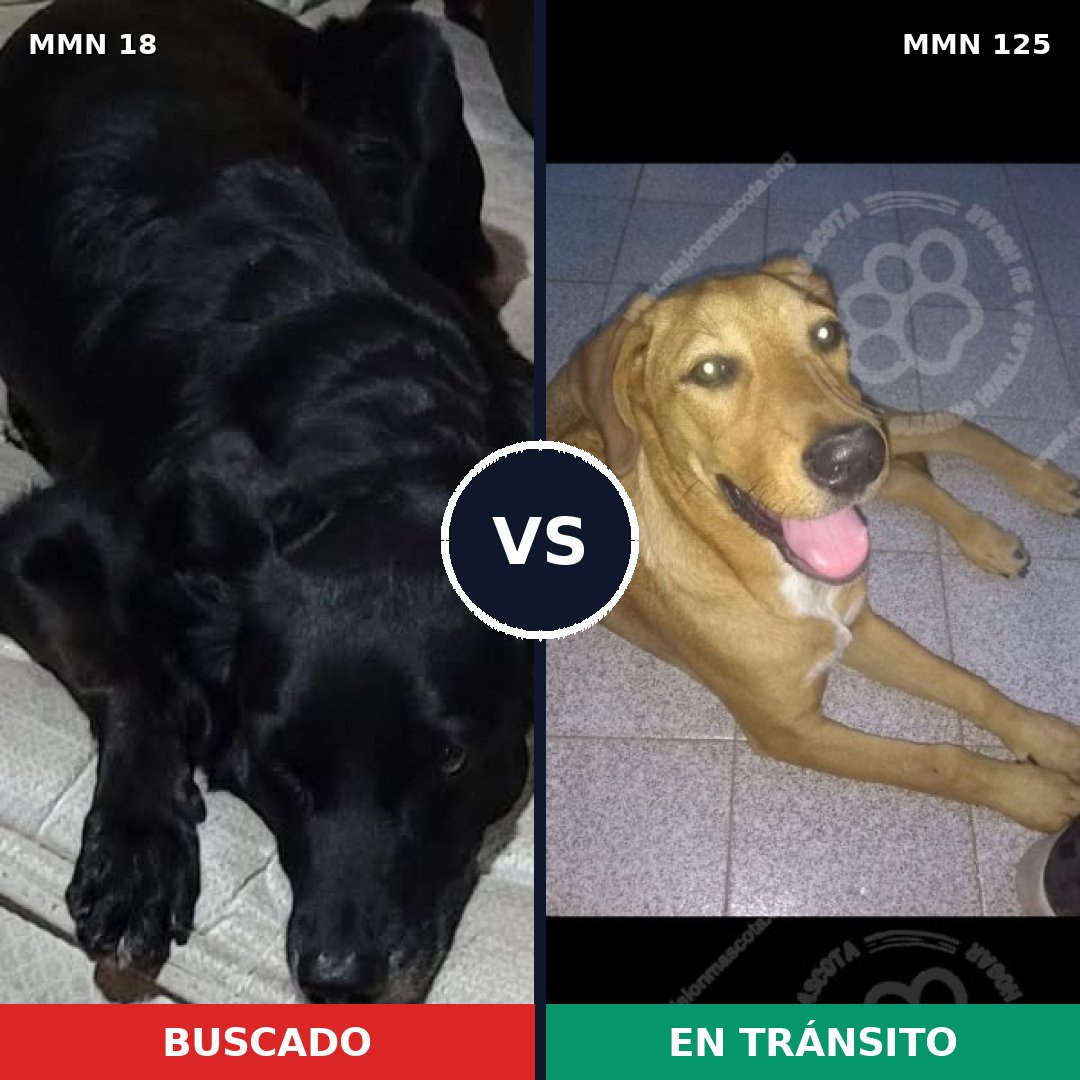 Comparativa MMS 880: mascota perdida y mascota encontrada, 61% de similitud