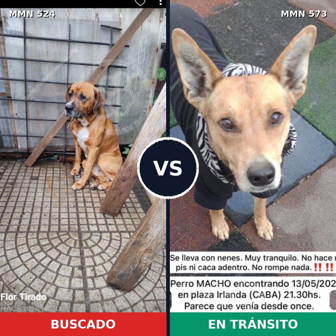 Comparativa MMS 8800: mascota perdida y mascota encontrada, 70% de similitud