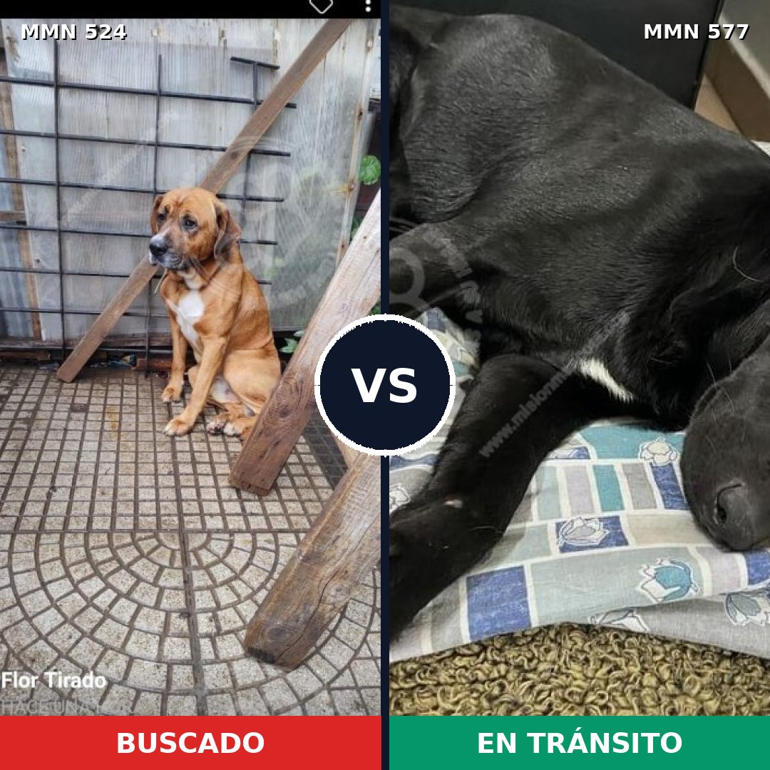 Comparativa MMS 8801: mascota perdida y mascota encontrada, 74% de similitud