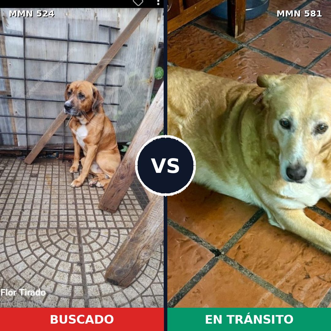 Comparativa MMS 8802: mascota perdida y mascota encontrada, 95% de similitud