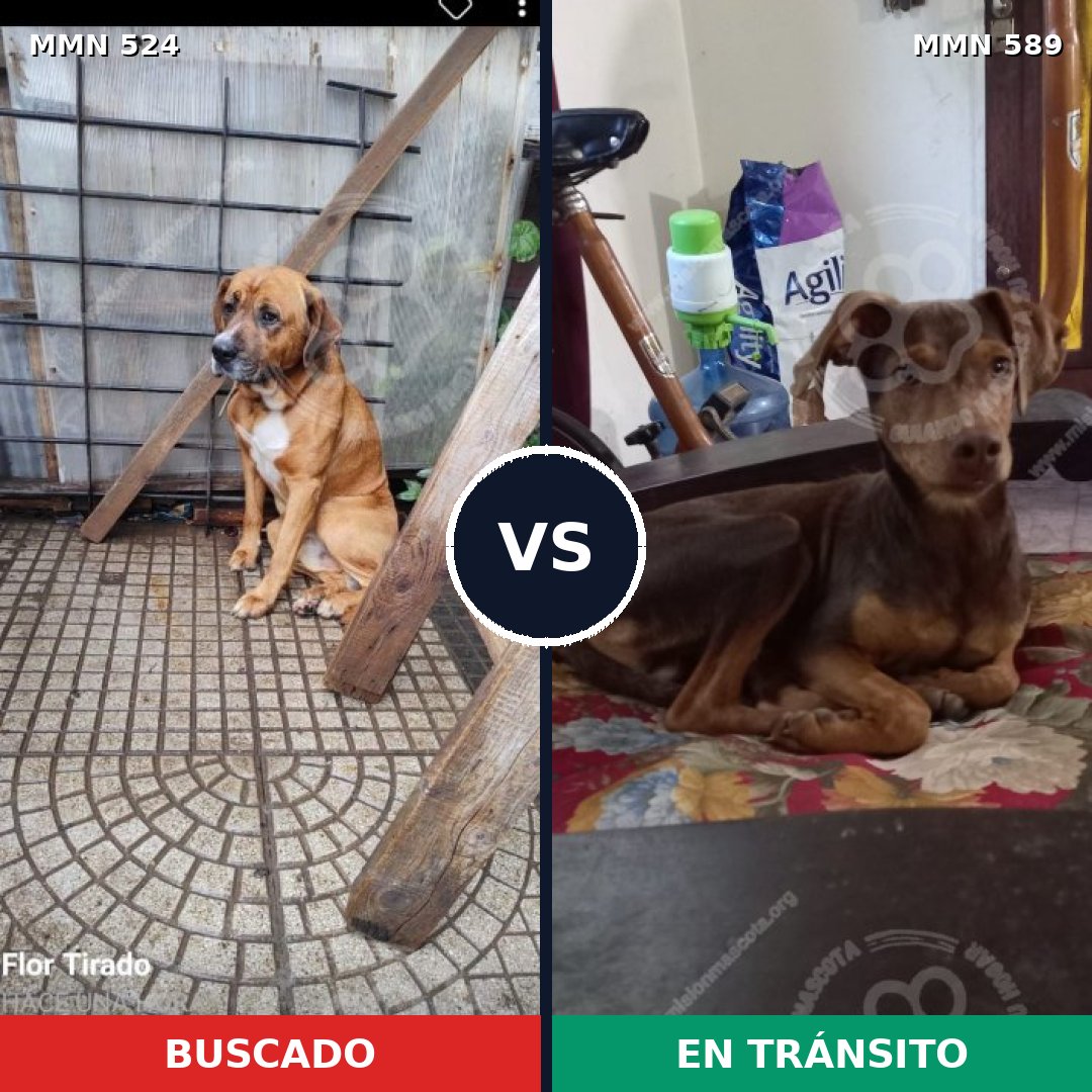 Comparativa MMS 8803: mascota perdida y mascota encontrada, 48% de similitud