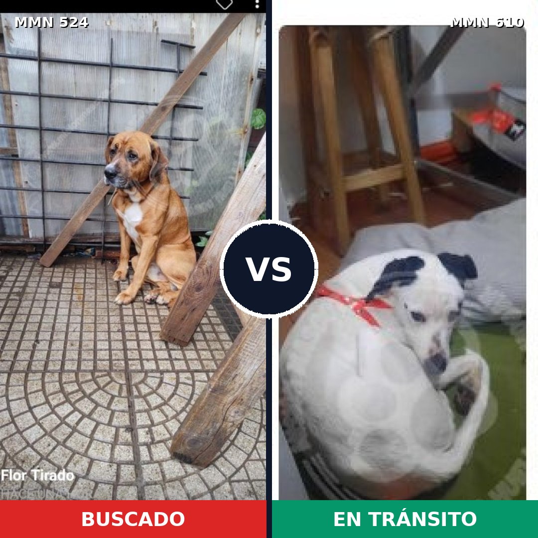 Comparativa MMS 8804: mascota perdida y mascota encontrada, 73% de similitud