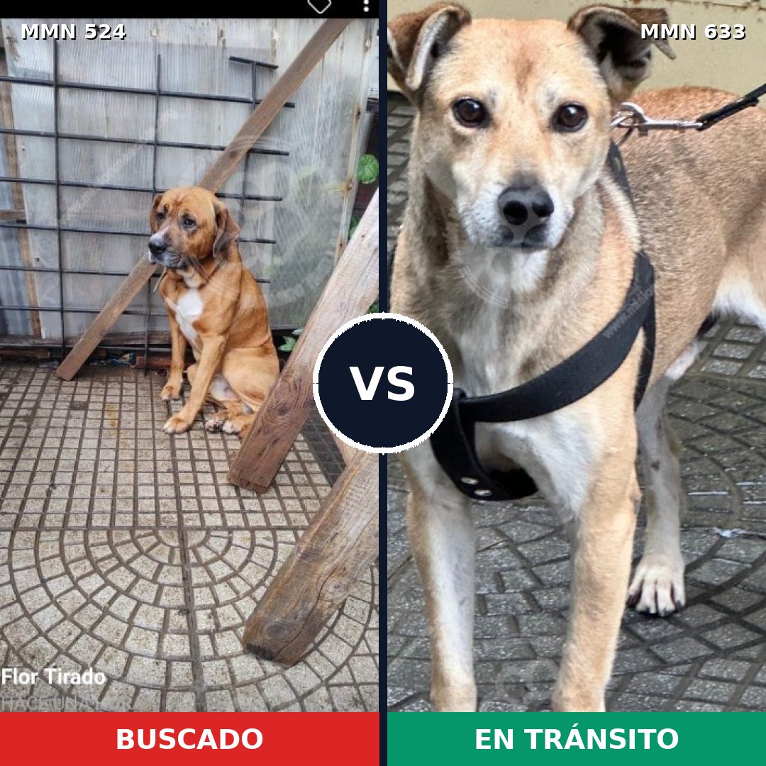 Comparativa MMS 8806: mascota perdida y mascota encontrada, 75% de similitud