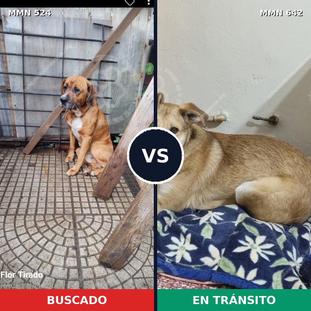 Comparativa MMS 8807: mascota perdida y mascota encontrada, 75% de similitud