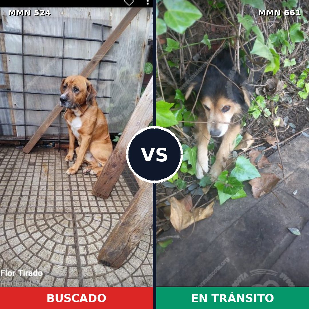 Comparativa MMS 8808: mascota perdida y mascota encontrada, 25% de similitud