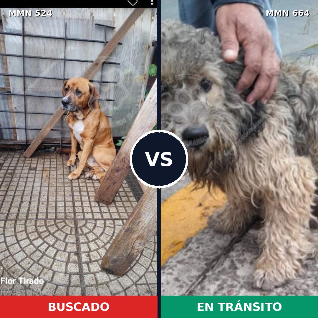 Comparativa MMS 8809: mascota perdida y mascota encontrada, 70% de similitud