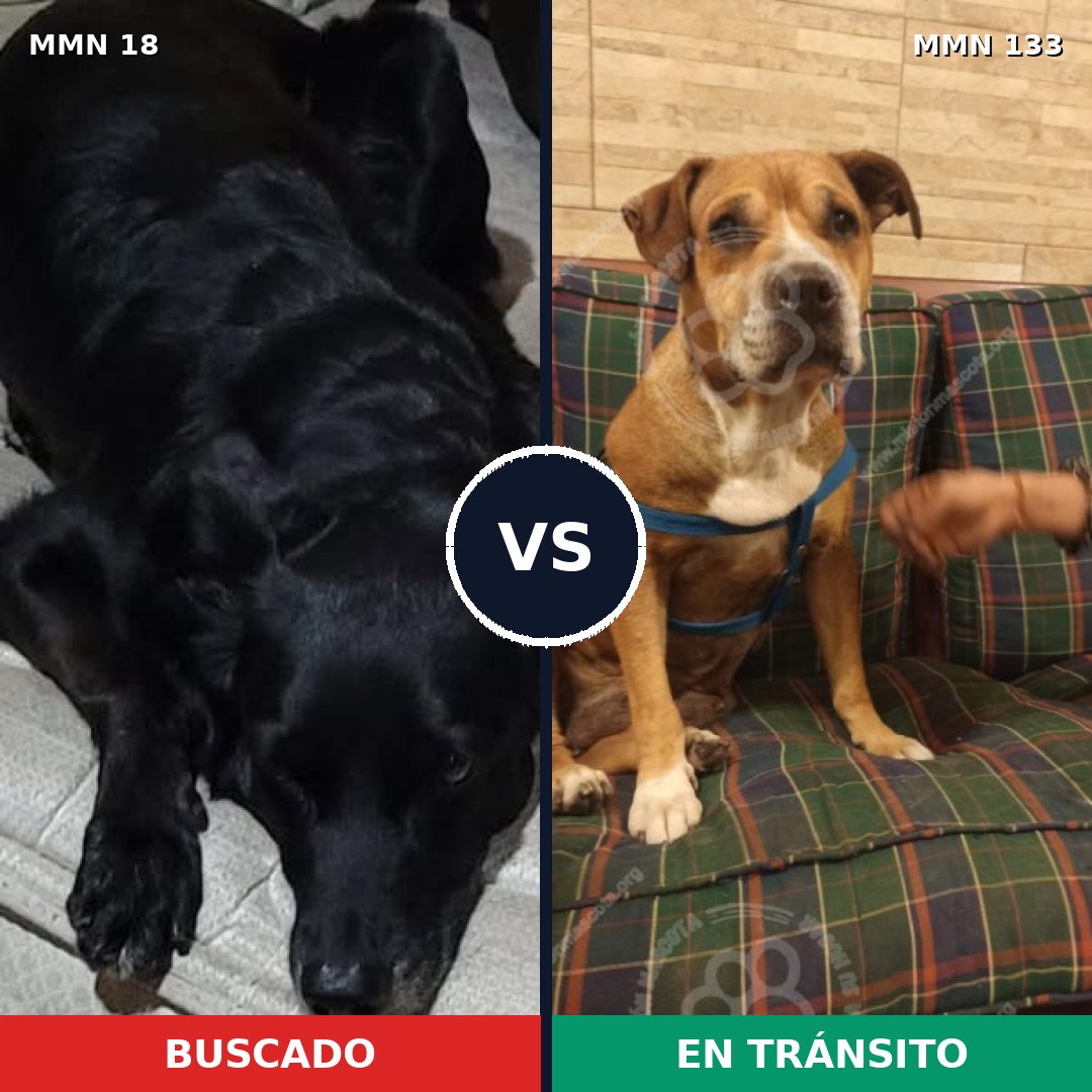 Comparativa MMS 881: mascota perdida y mascota encontrada, 59% de similitud