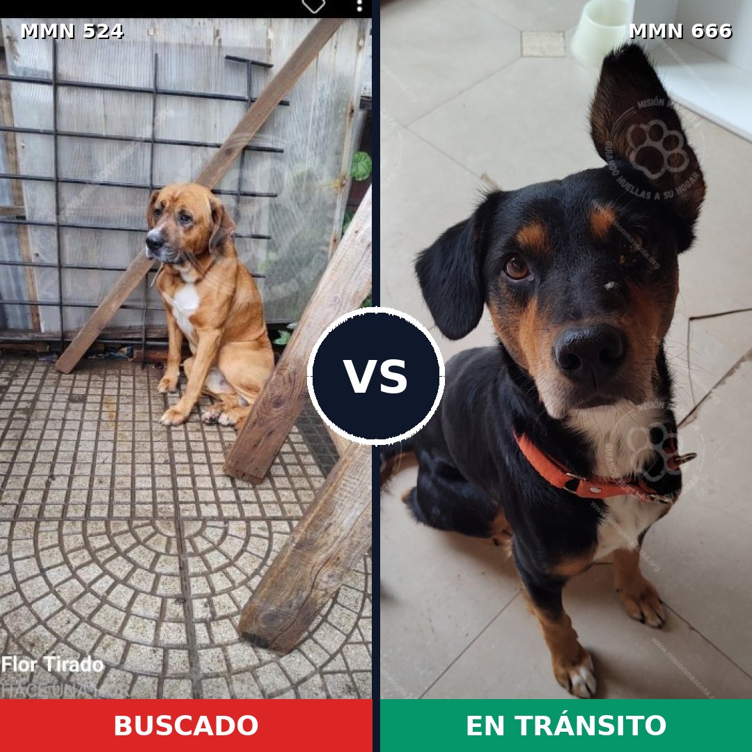 Comparativa MMS 8810: mascota perdida y mascota encontrada, 40% de similitud