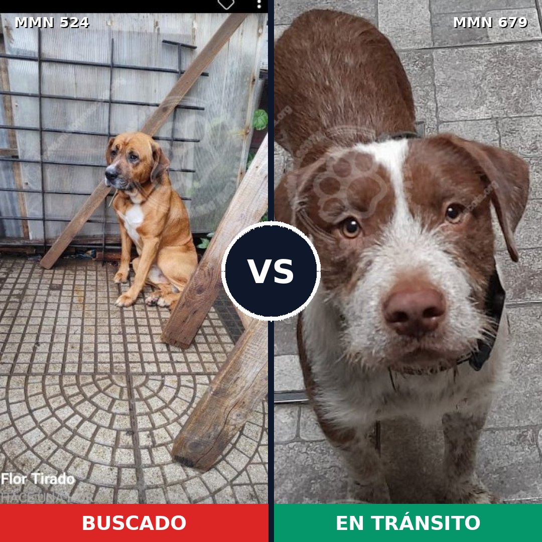 Comparativa MMS 8811: mascota perdida y mascota encontrada, 80% de similitud