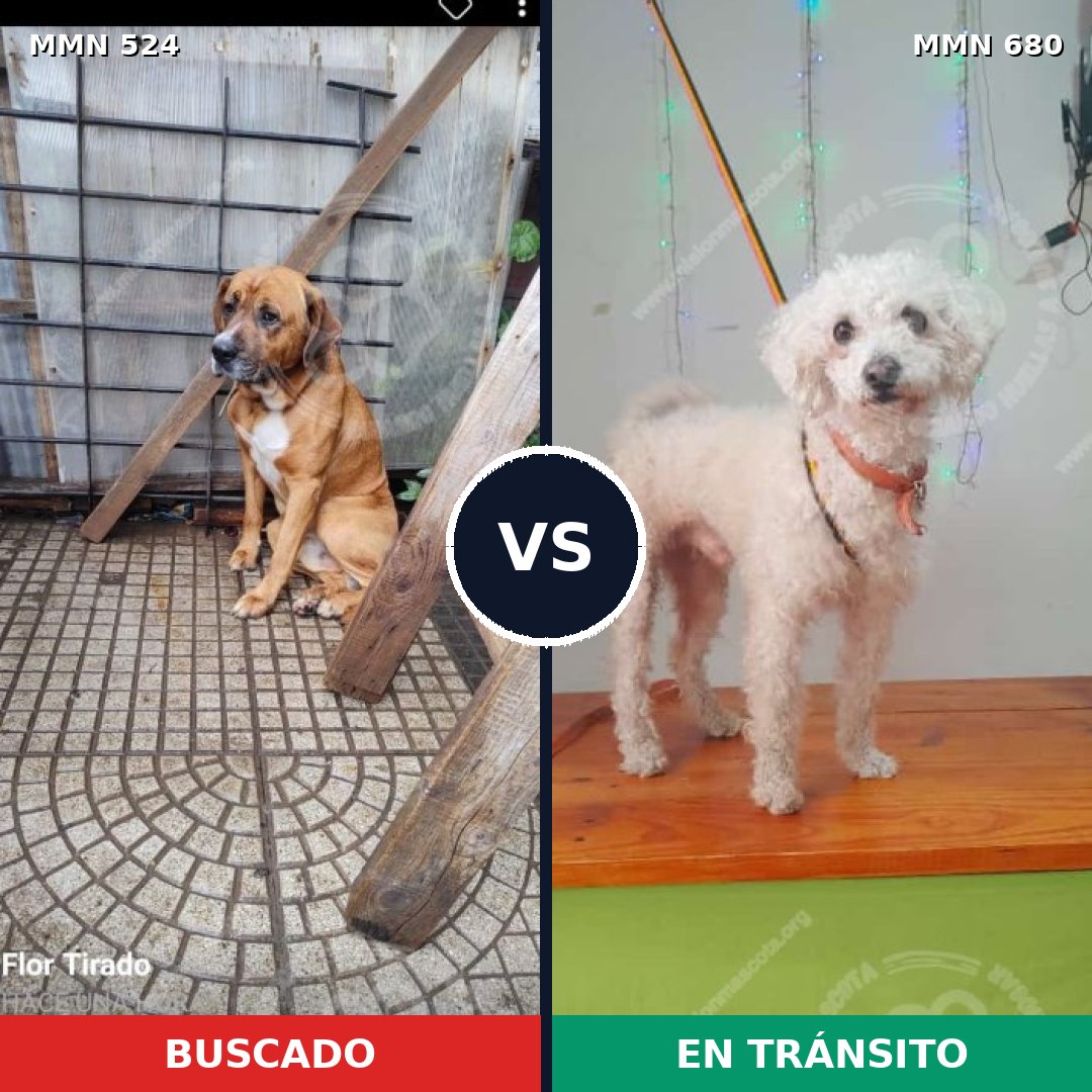 Comparativa MMS 8812: mascota perdida y mascota encontrada, 28% de similitud