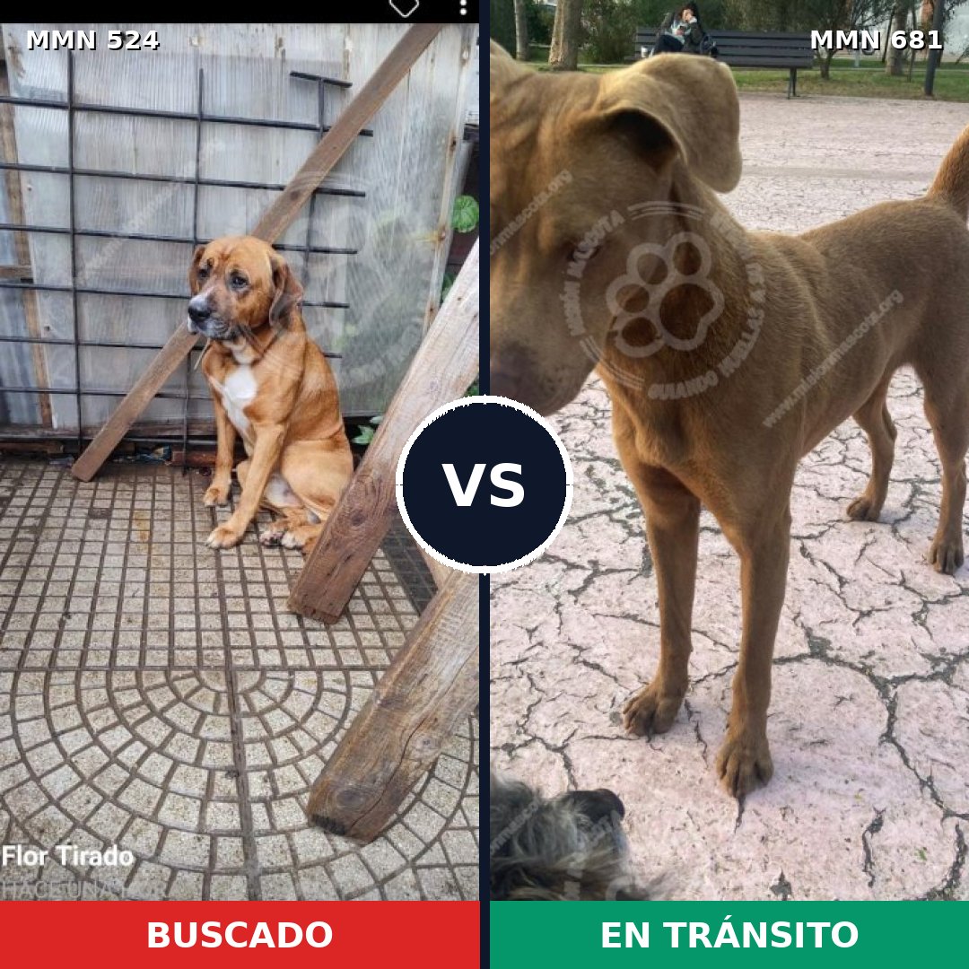 Comparativa MMS 8813: mascota perdida y mascota encontrada, 58% de similitud