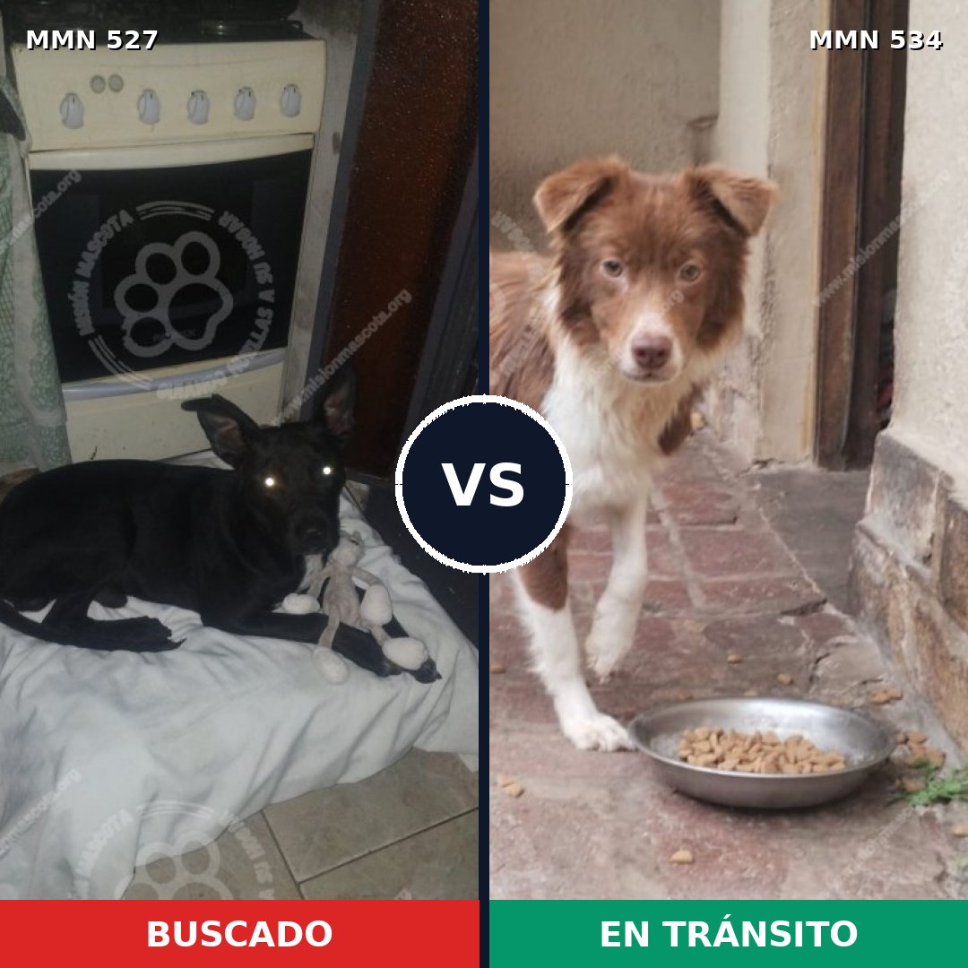 Comparativa MMS 8814: mascota perdida y mascota encontrada, 55% de similitud