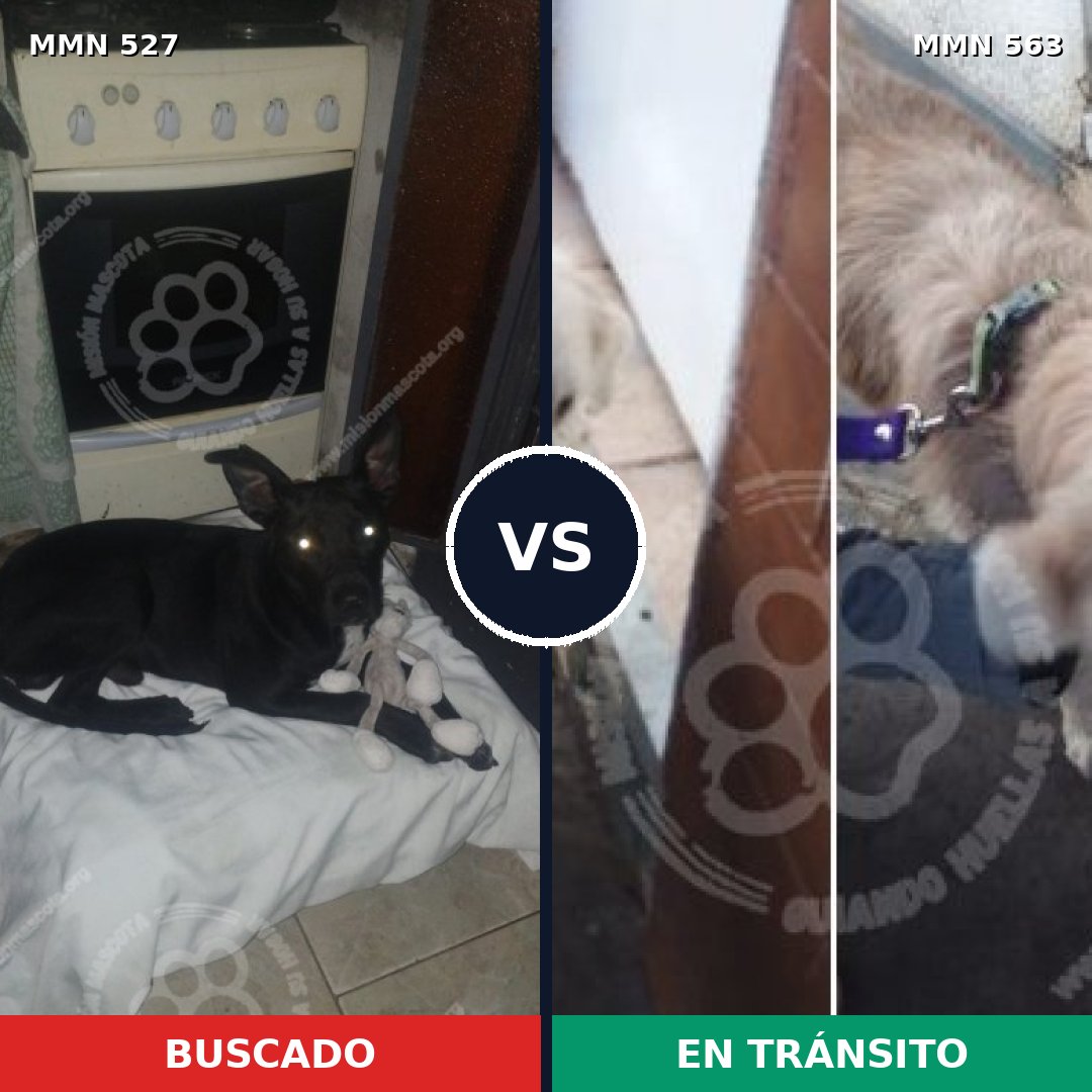 Comparativa MMS 8817: mascota perdida y mascota encontrada, 62% de similitud