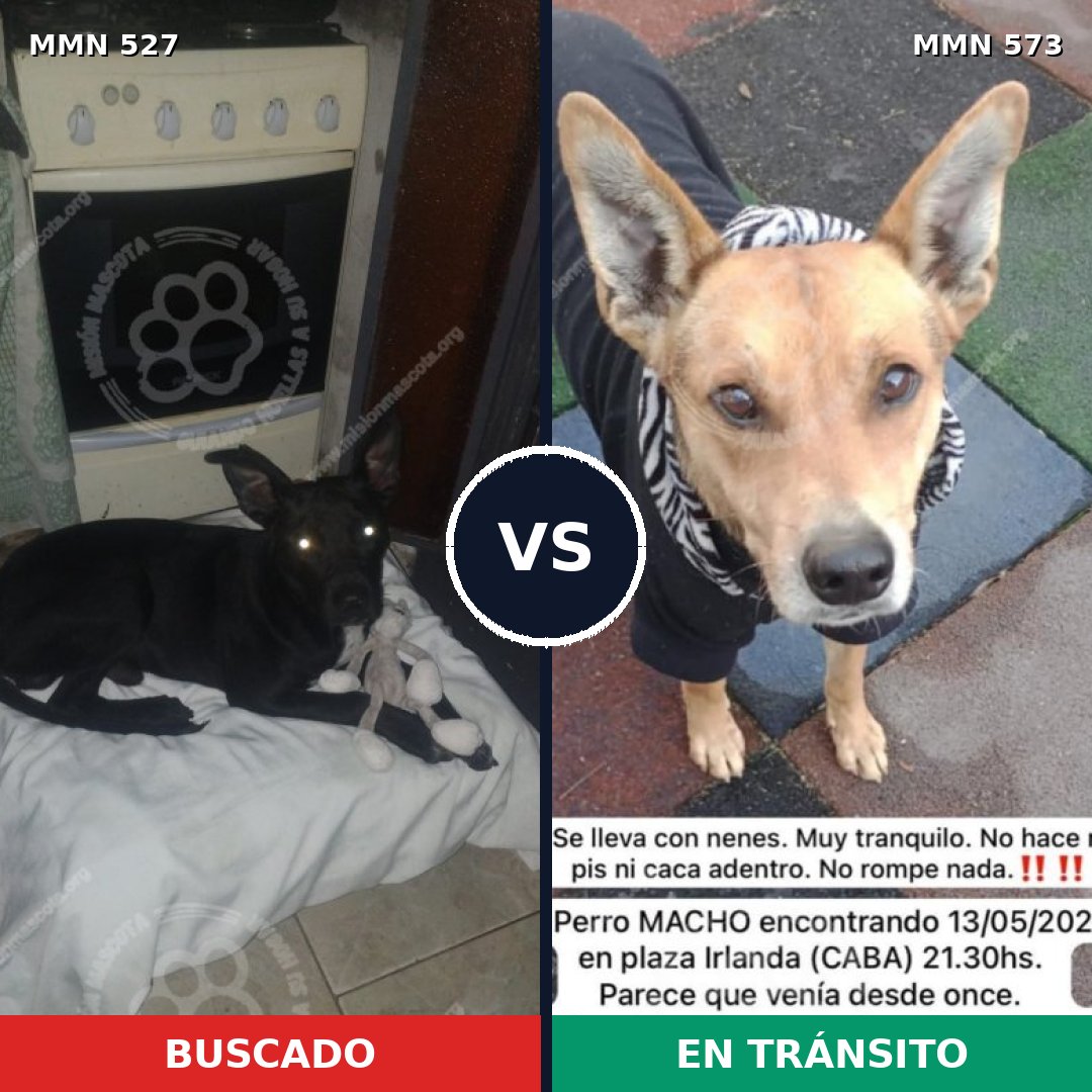 Comparativa MMS 8818: mascota perdida y mascota encontrada, 70% de similitud