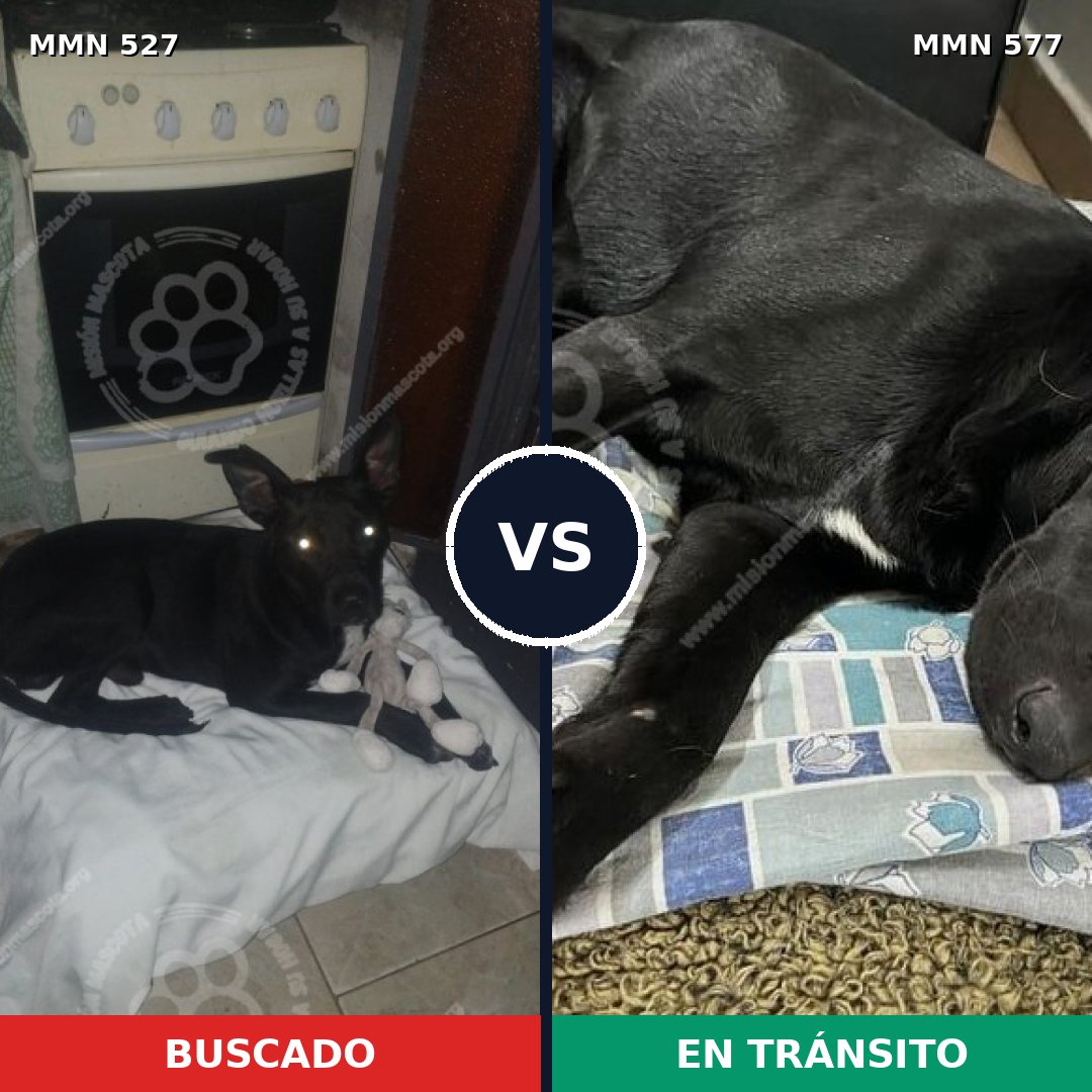 Comparativa MMS 8819: mascota perdida y mascota encontrada, 95% de similitud