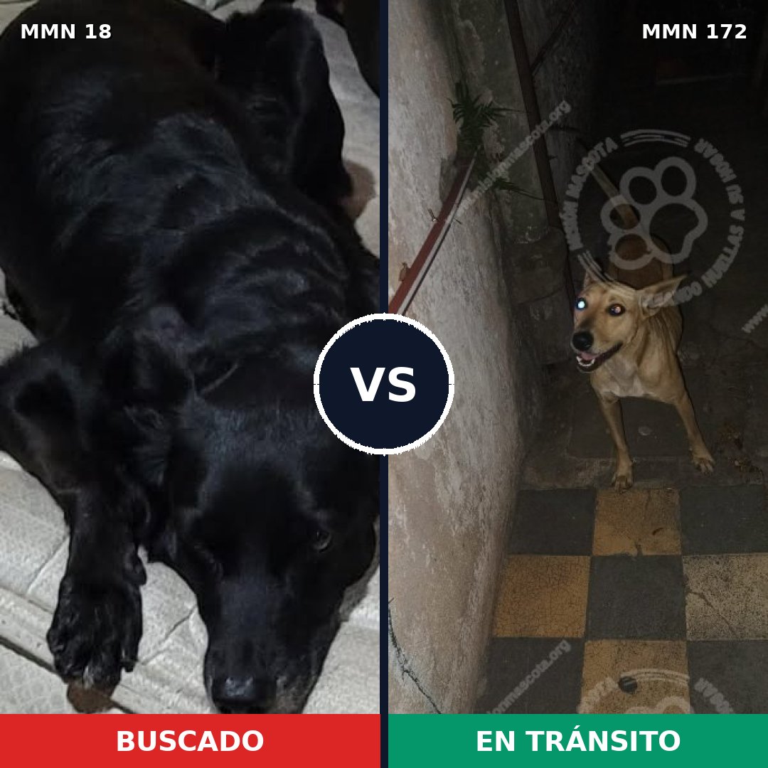 Comparativa MMS 882: mascota perdida y mascota encontrada, 54% de similitud