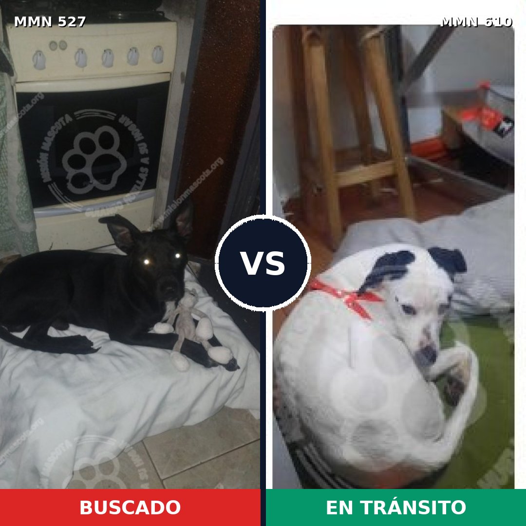 Comparativa MMS 8821: mascota perdida y mascota encontrada, 99% de similitud