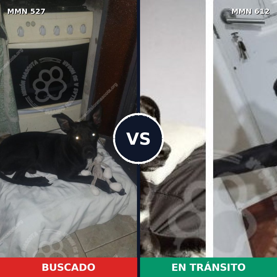 Comparativa MMS 8822: mascota perdida y mascota encontrada, 95% de similitud