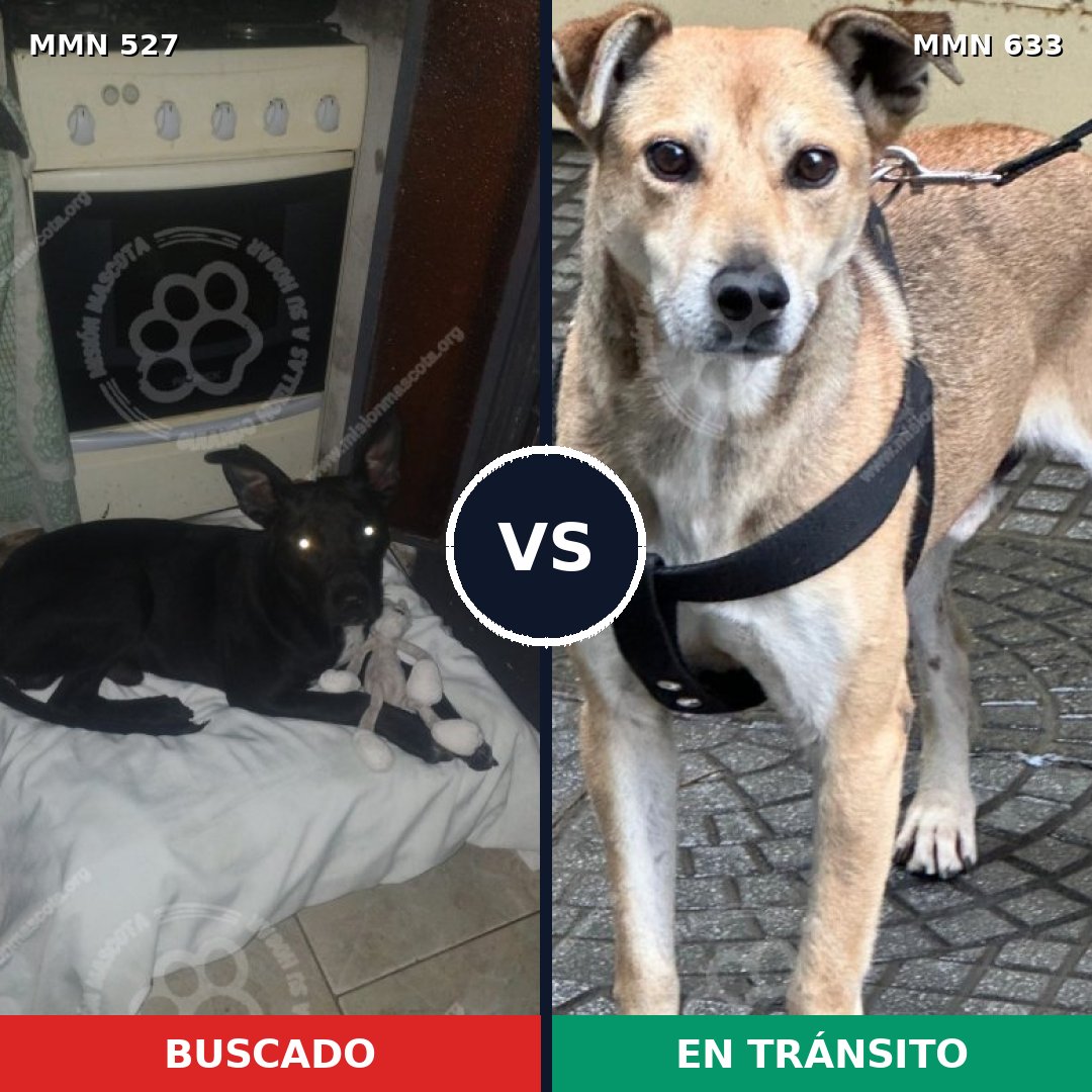 Comparativa MMS 8823: mascota perdida y mascota encontrada, 67% de similitud