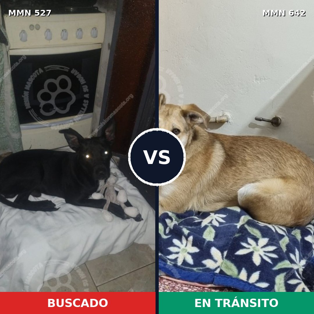 Comparativa MMS 8824: mascota perdida y mascota encontrada, 20% de similitud