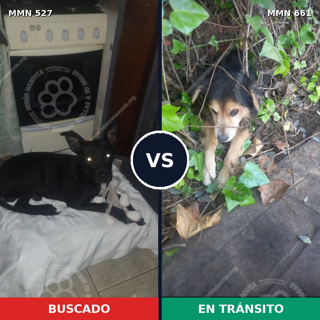 Comparativa MMS 8825: mascota perdida y mascota encontrada, 10% de similitud
