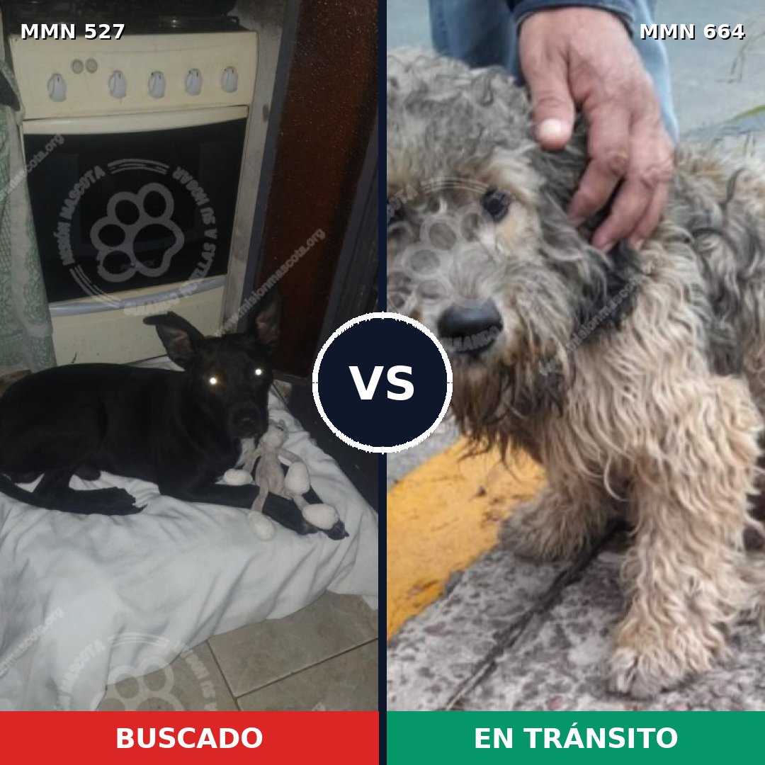 Comparativa MMS 8826: mascota perdida y mascota encontrada, 58% de similitud
