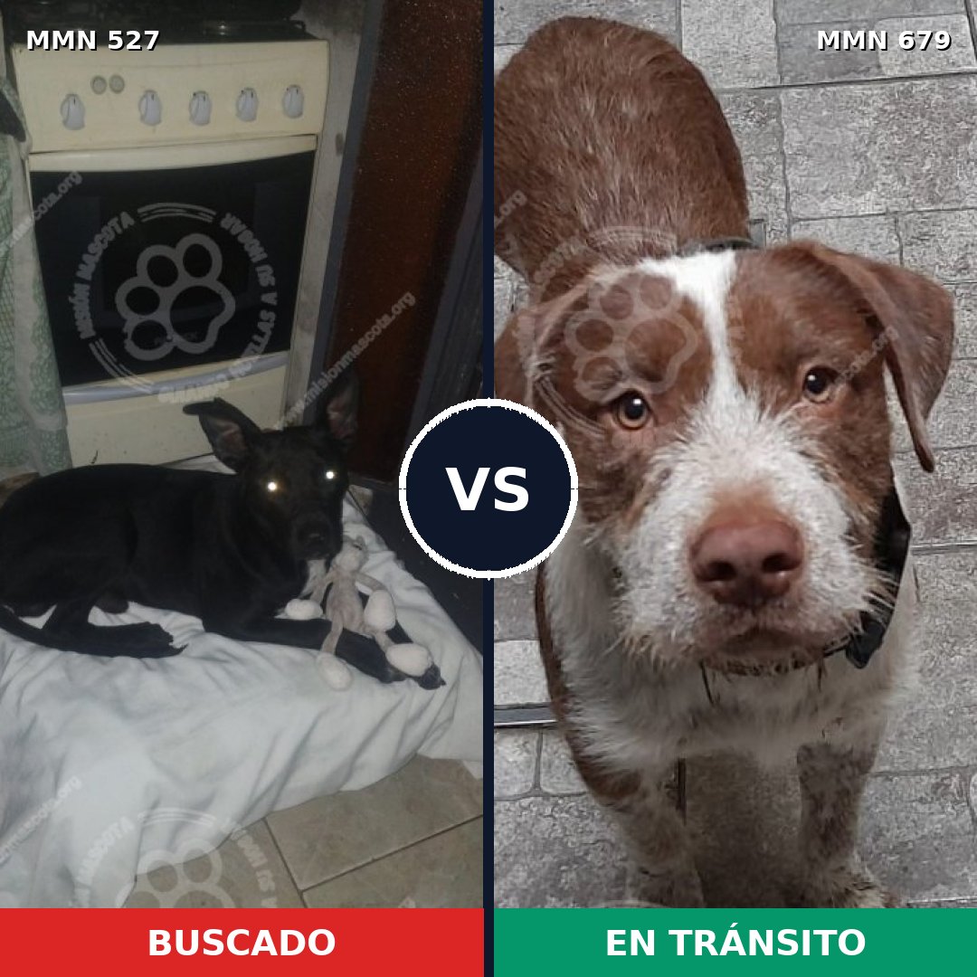 Comparativa MMS 8828: mascota perdida y mascota encontrada, 33% de similitud