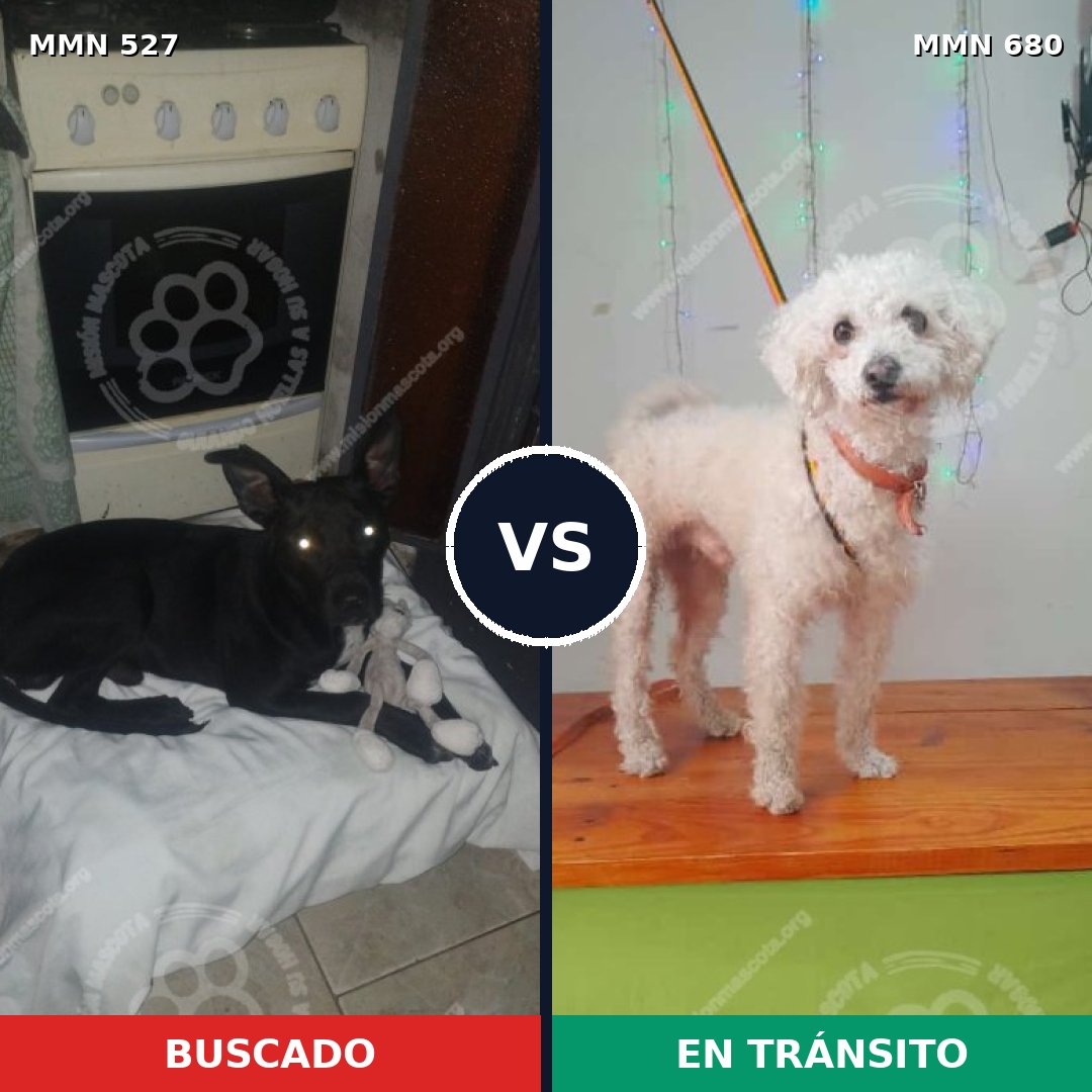 Comparativa MMS 8829: mascota perdida y mascota encontrada, 54% de similitud