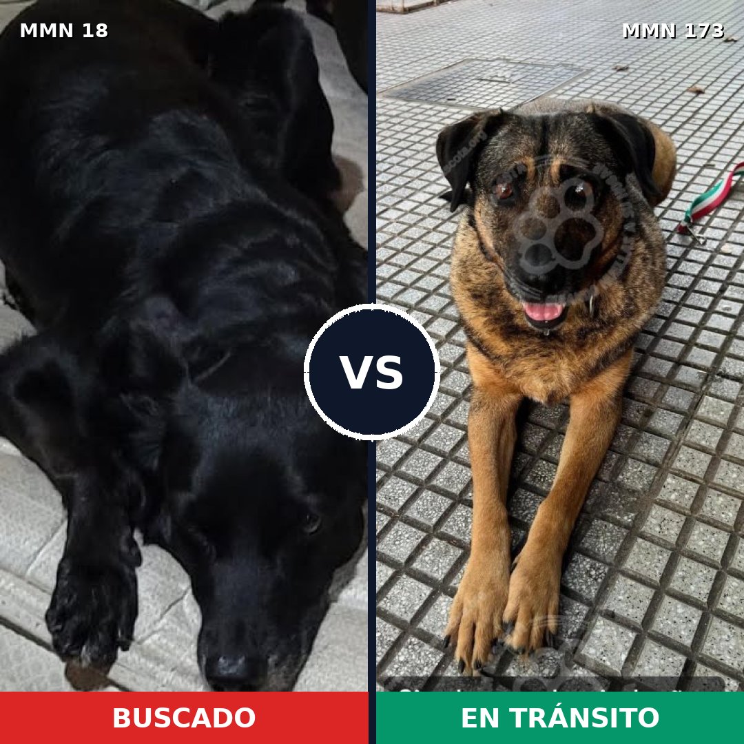 Comparativa MMS 883: mascota perdida y mascota encontrada, 65% de similitud