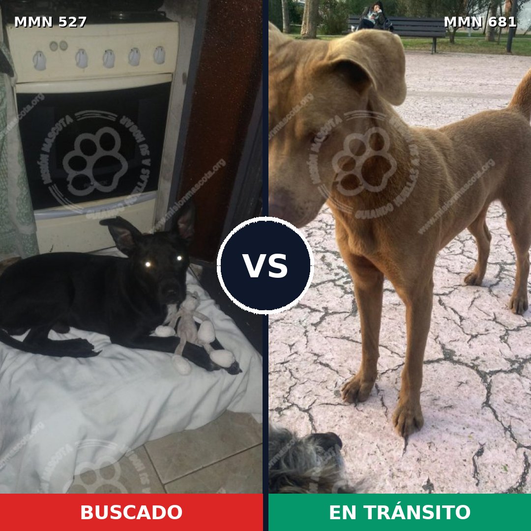 Comparativa MMS 8830: mascota perdida y mascota encontrada, 22% de similitud