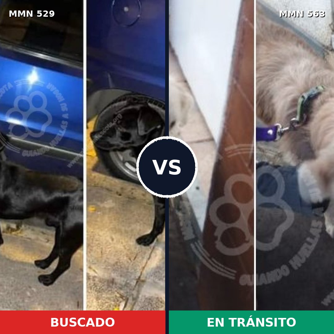 Comparativa MMS 8832: mascota perdida y mascota encontrada, 57% de similitud
