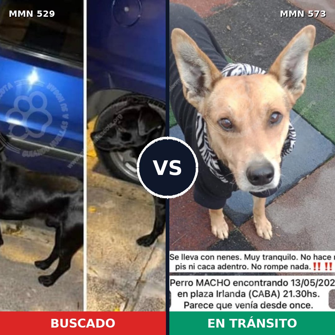 Comparativa MMS 8833: mascota perdida y mascota encontrada, 72% de similitud