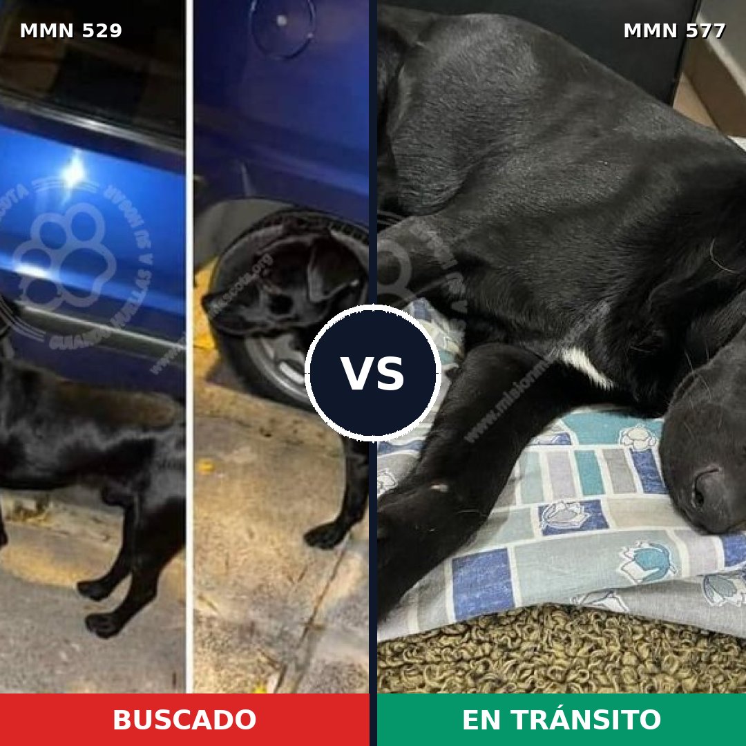 Comparativa MMS 8834: mascota perdida y mascota encontrada, 73% de similitud