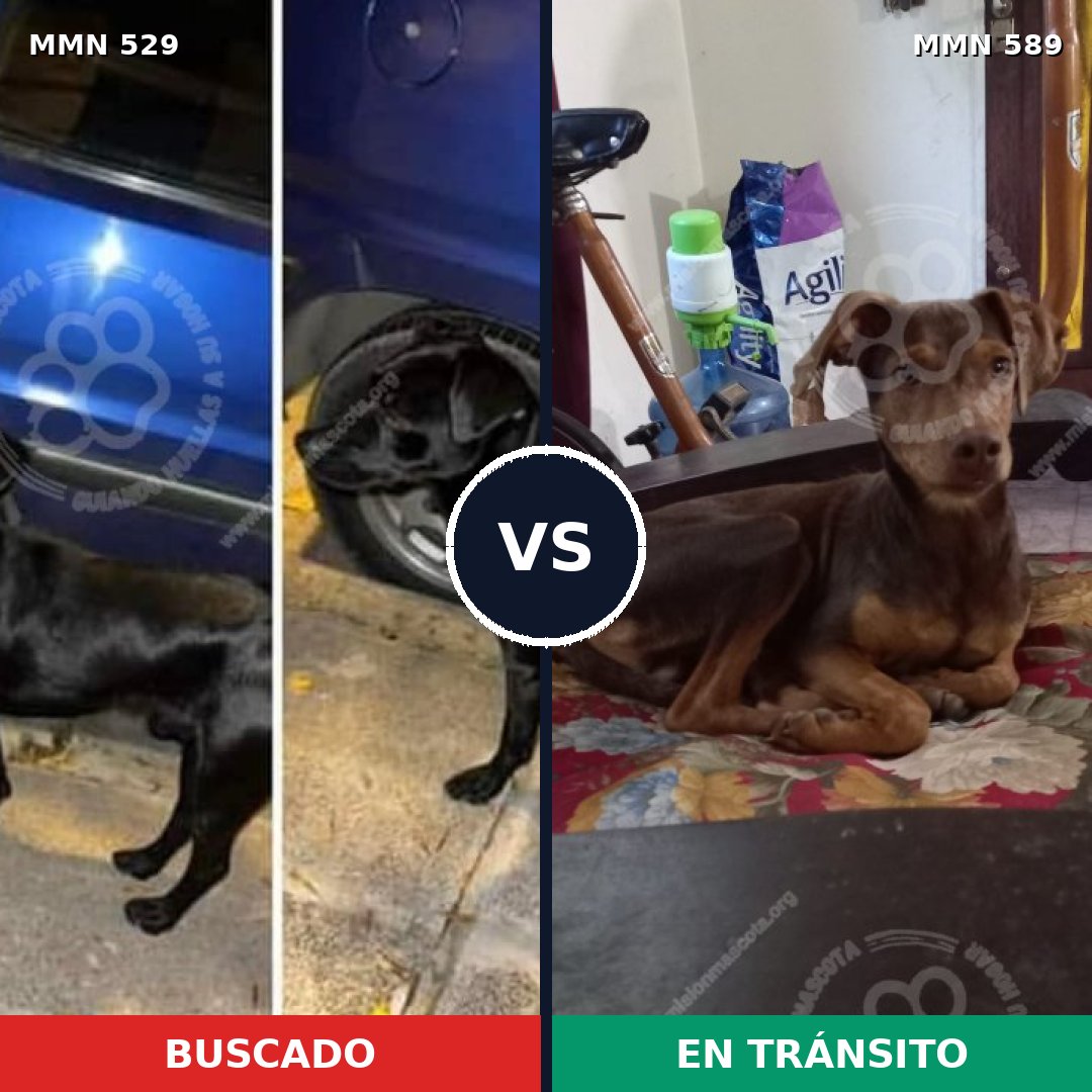 Comparativa MMS 8835: mascota perdida y mascota encontrada, 16% de similitud