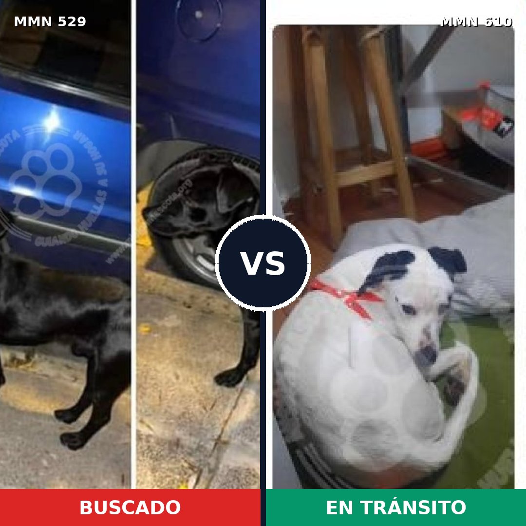 Comparativa MMS 8836: mascota perdida y mascota encontrada, 77% de similitud