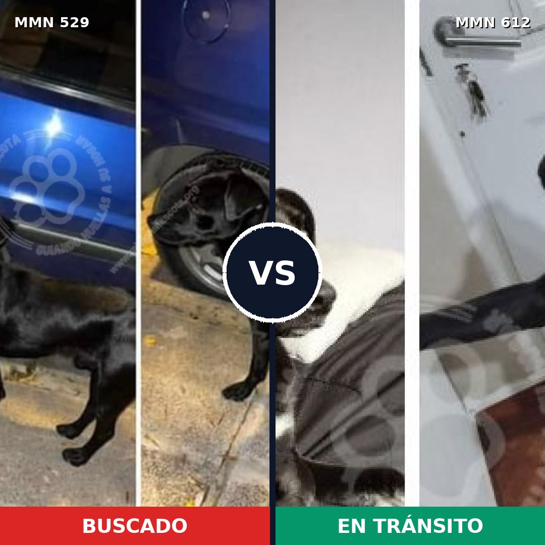 Comparativa MMS 8837: mascota perdida y mascota encontrada, 73% de similitud