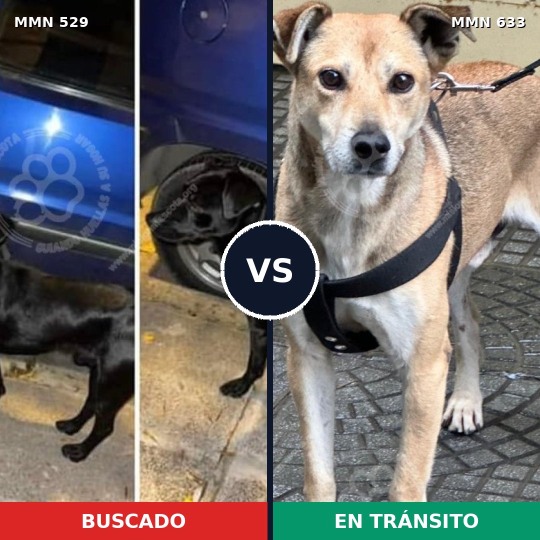 Comparativa MMS 8838: mascota perdida y mascota encontrada, 59% de similitud