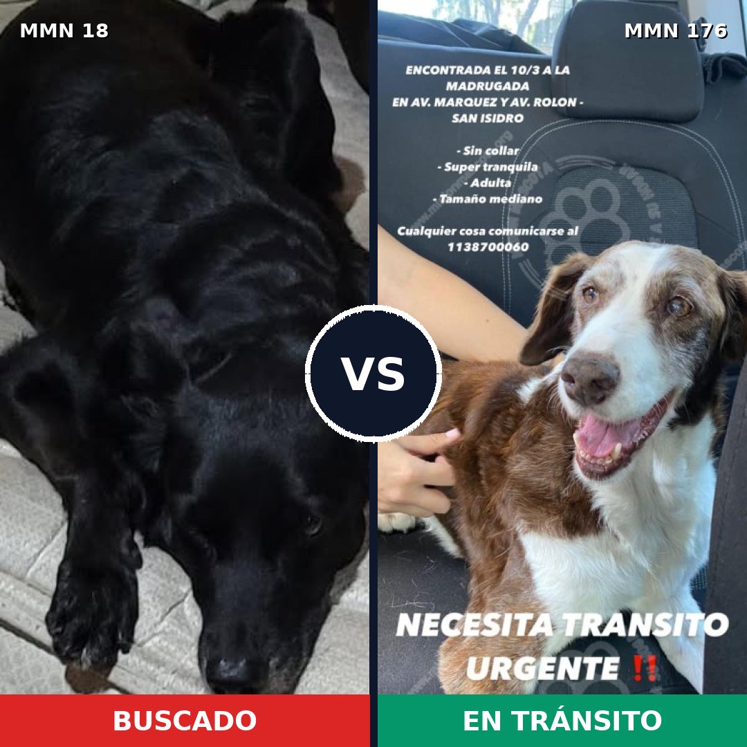 Comparativa MMS 884: mascota perdida y mascota encontrada, 53% de similitud
