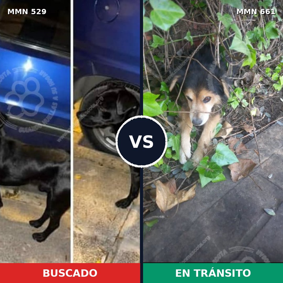 Comparativa MMS 8840: mascota perdida y mascota encontrada, 10% de similitud