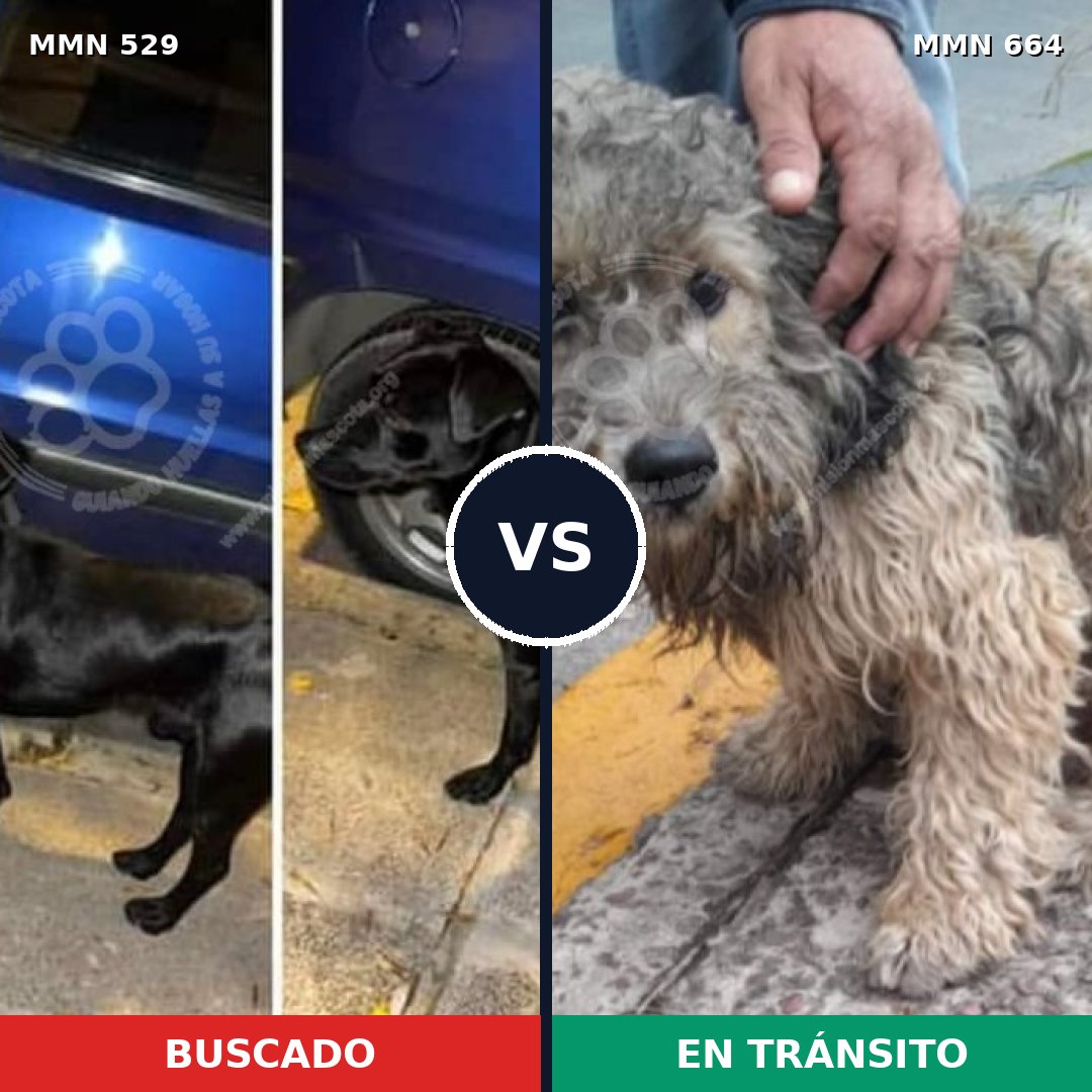 Comparativa MMS 8841: mascota perdida y mascota encontrada, 60% de similitud