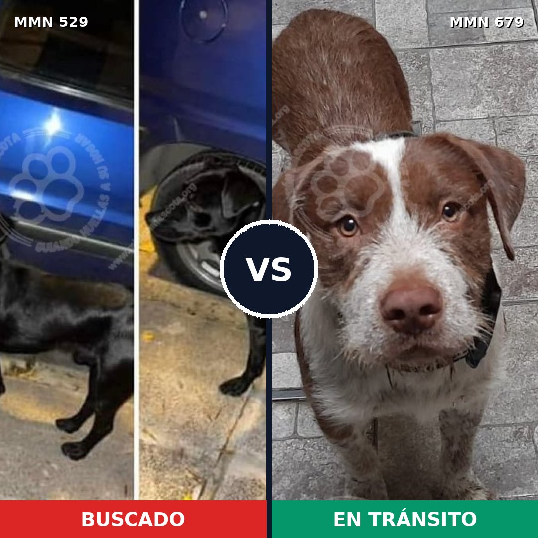 Comparativa MMS 8843: mascota perdida y mascota encontrada, 14% de similitud