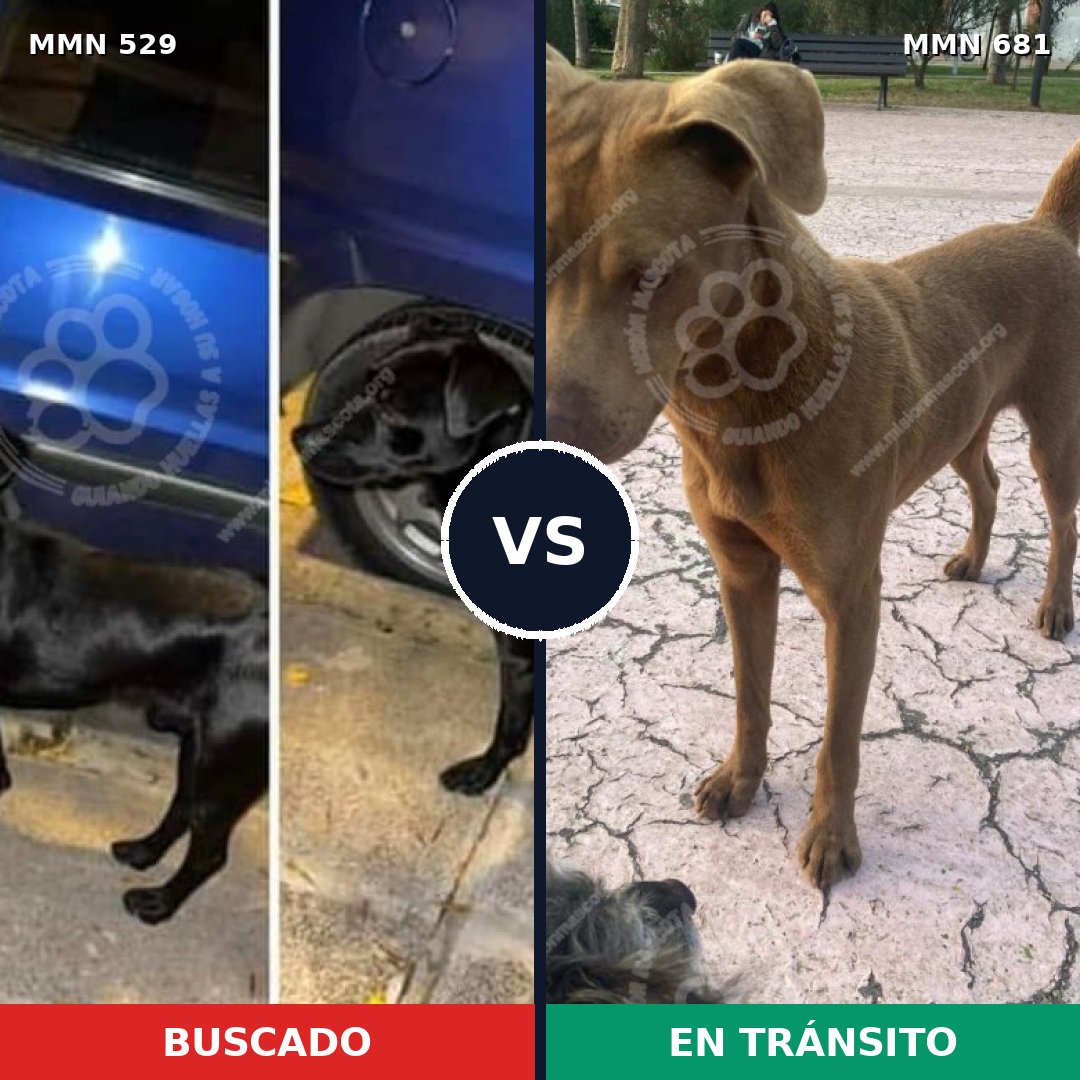 Comparativa MMS 8845: mascota perdida y mascota encontrada, 21% de similitud