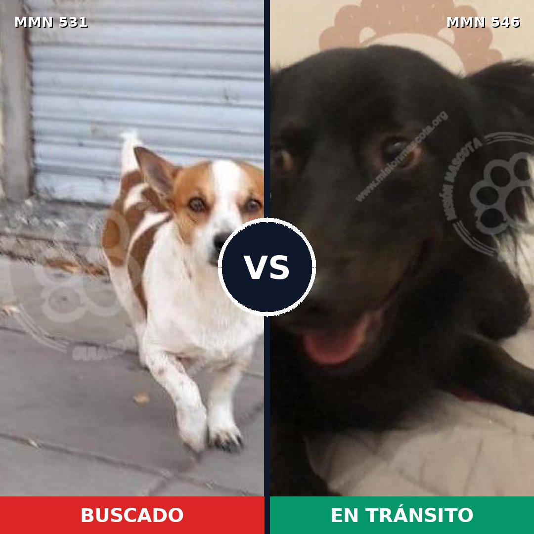 Comparativa MMS 8848: mascota perdida y mascota encontrada, 57% de similitud