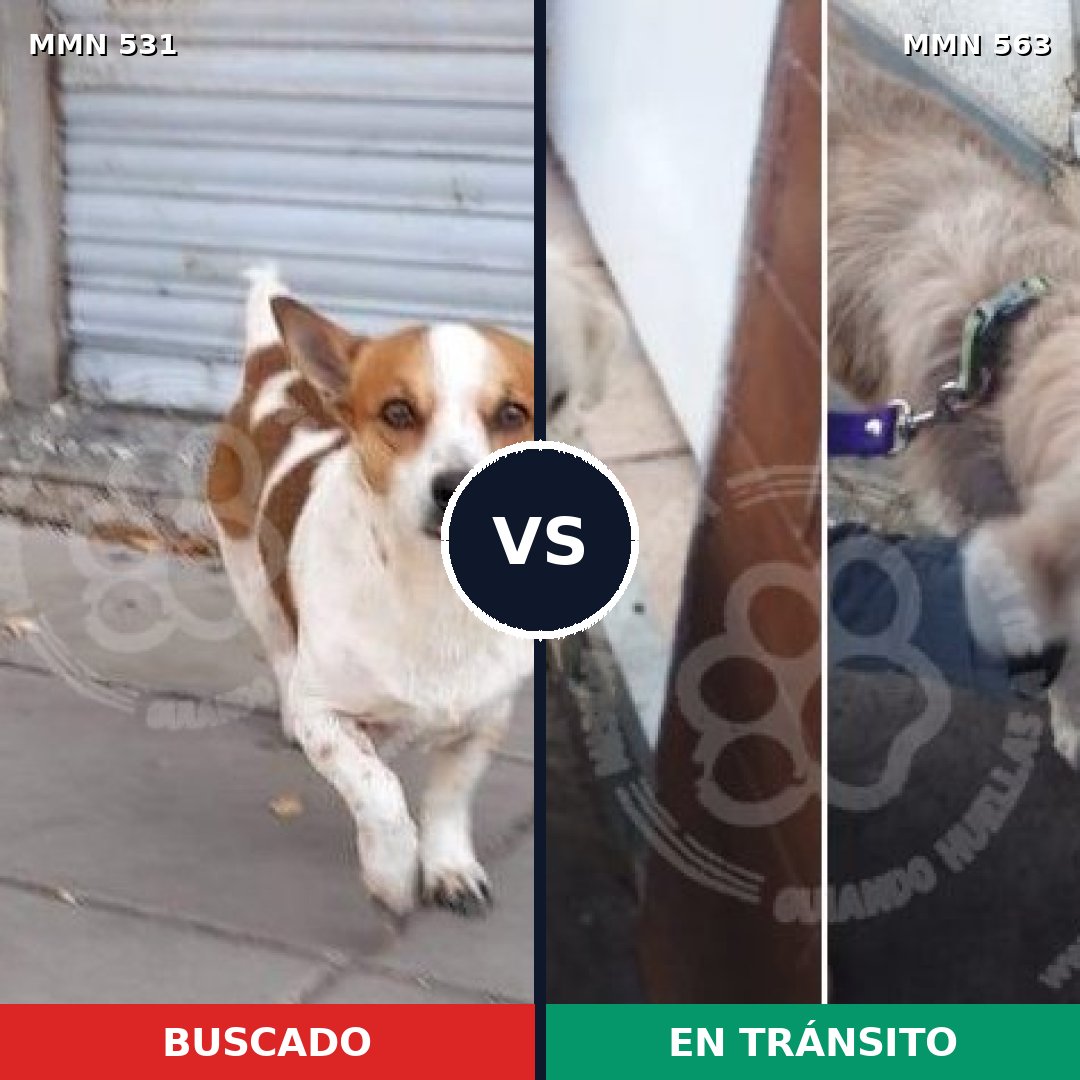 Comparativa MMS 8849: mascota perdida y mascota encontrada, 22% de similitud